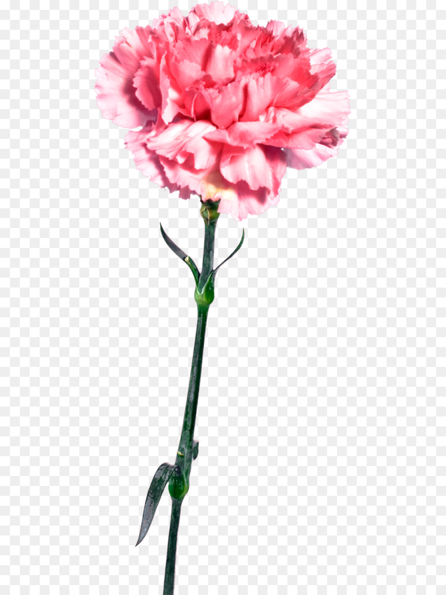 Cravo Rosa，Florescer PNG