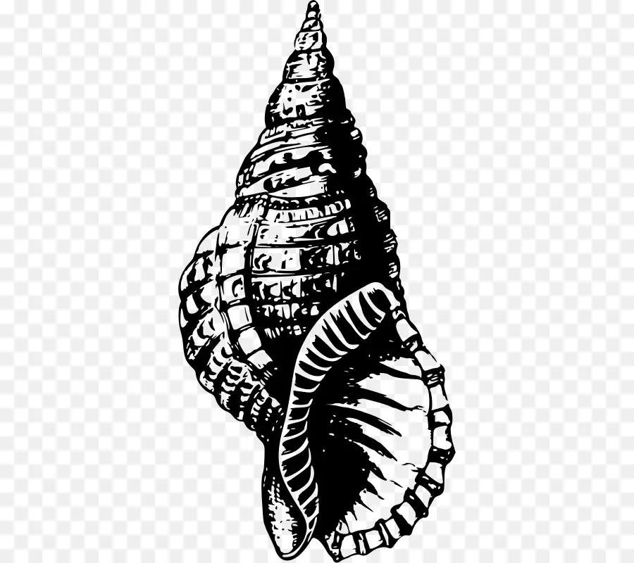Seashell，Desenho PNG