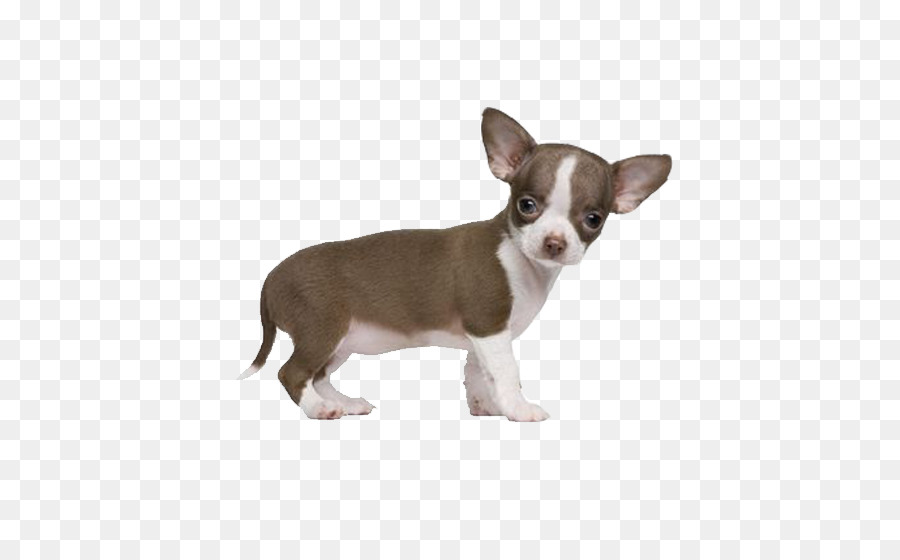 Cachorrinho Chihuahua，Cachorro PNG