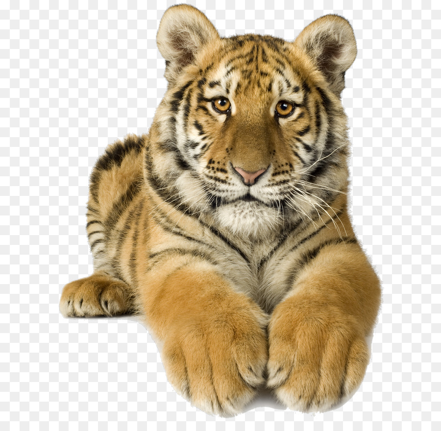 Tigre，Filhote PNG