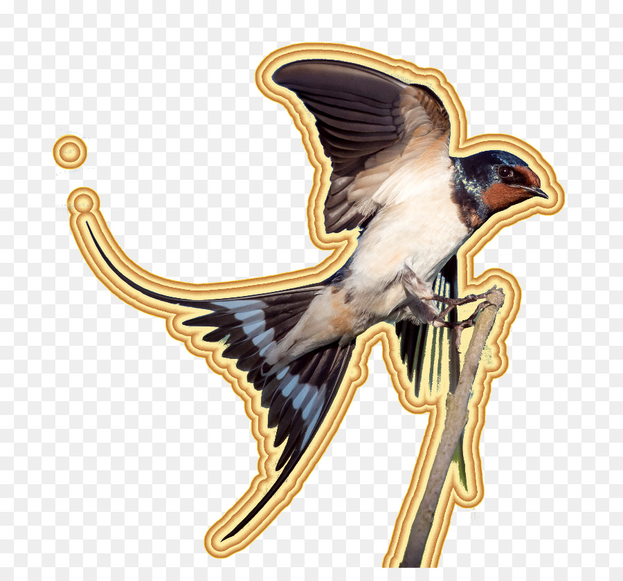 Asa，Aves PNG