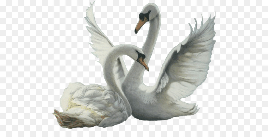 Cisne，Pássaro PNG