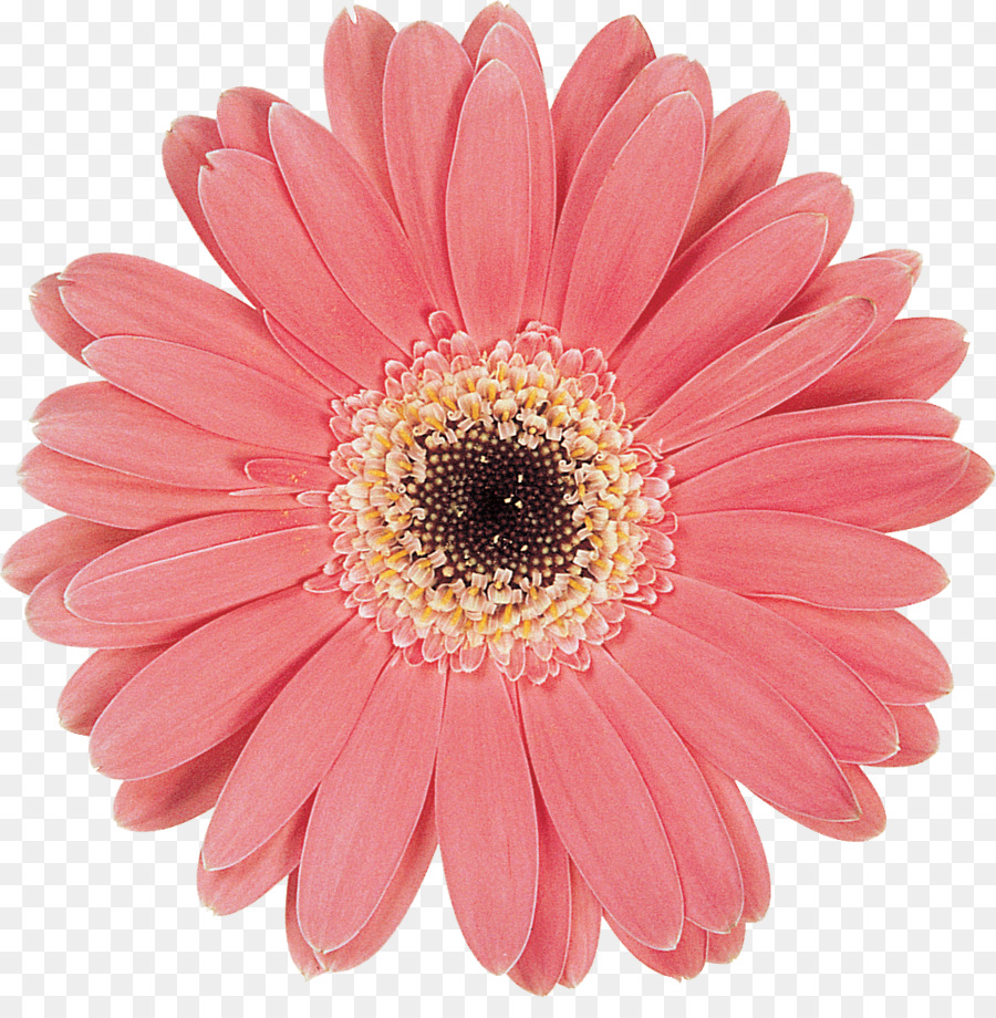 Flor，Florescer PNG