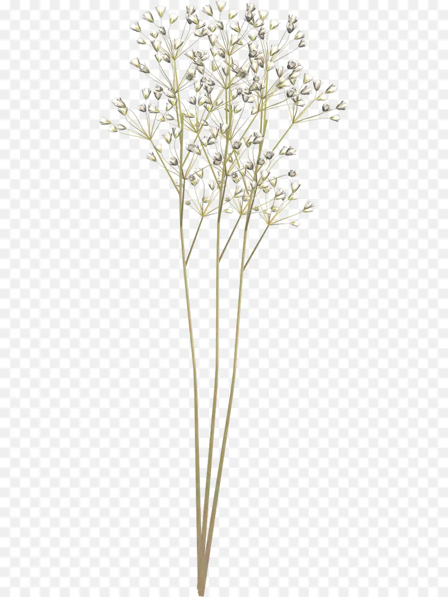 Flores Brancas，Delicado PNG