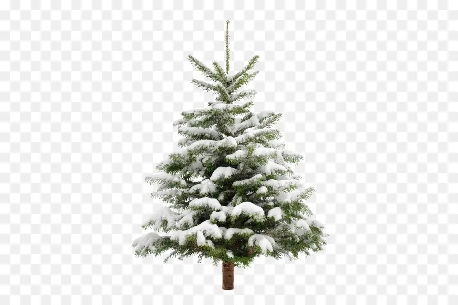 árvore De Natal，Fotografia De Stock PNG