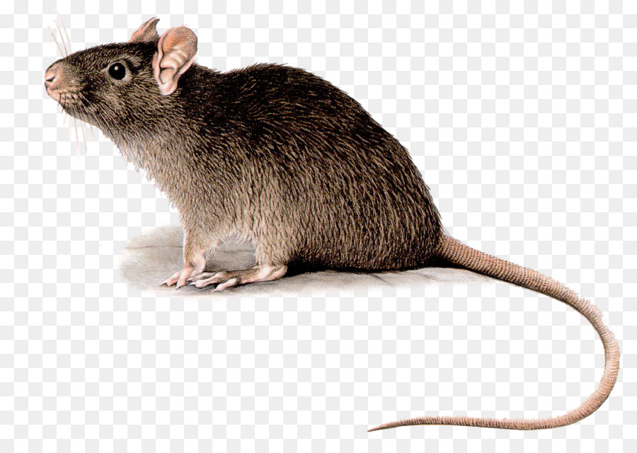 Preto Rat，Roedores PNG