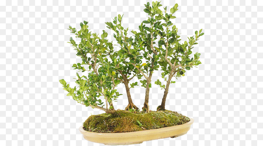 Árvore Bonsai，Miniatura PNG