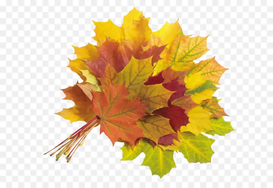 Maple Leaf，Folhas De Outono PNG