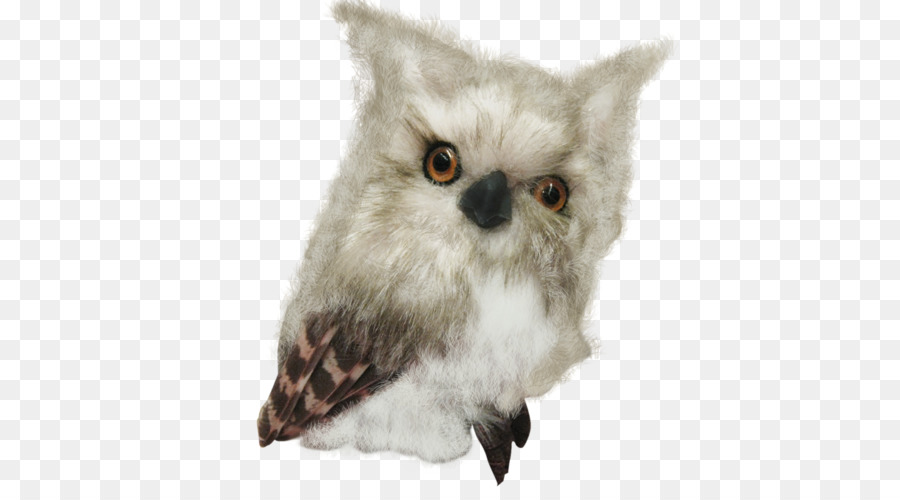 Coruja，Aves PNG