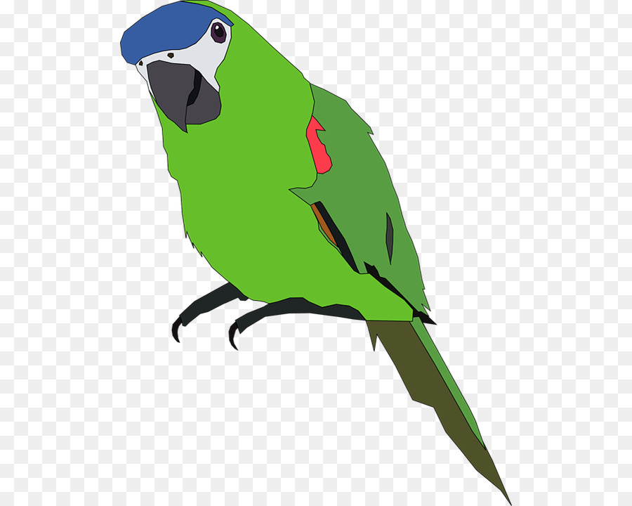 Papagaio Azul，Animal PNG