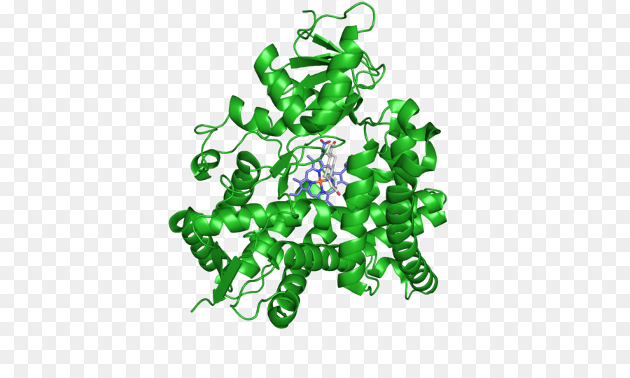 Aromatase，Inibidor Da Aromatase PNG