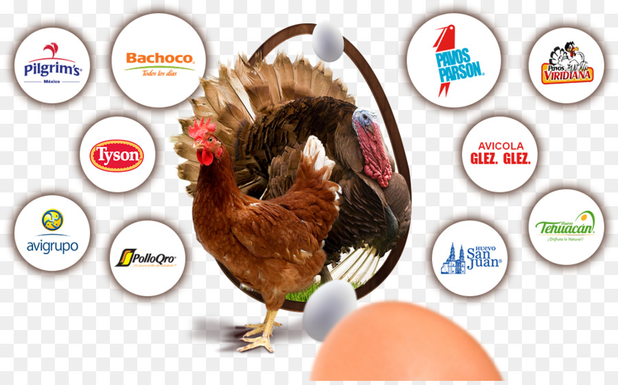 Frango，Bachoco PNG