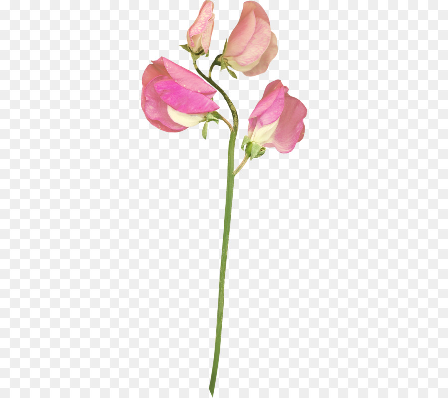 Flor，Florescer PNG