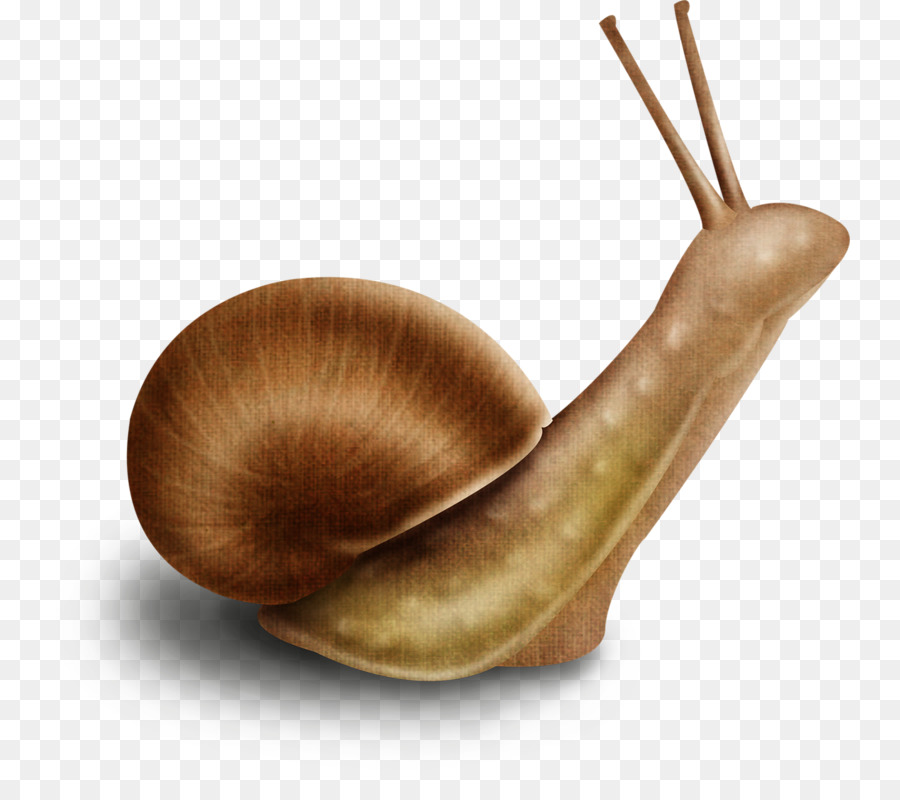 Escargot，Desenho PNG