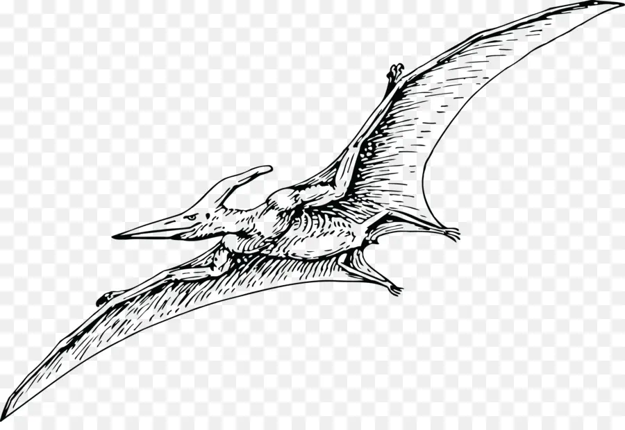 Pterodáctilos，Pteranodon PNG