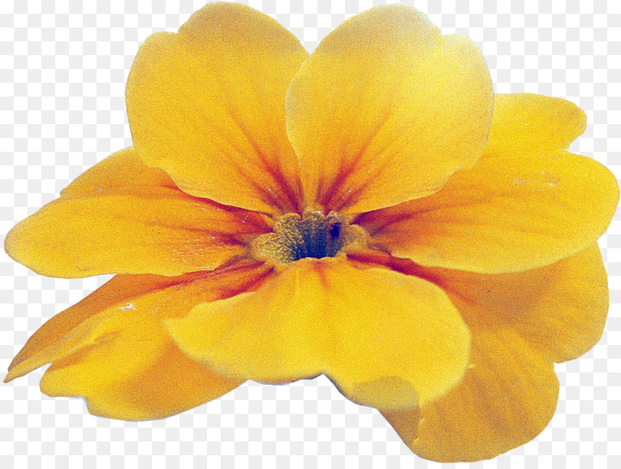 Primrose，Flores Silvestres PNG