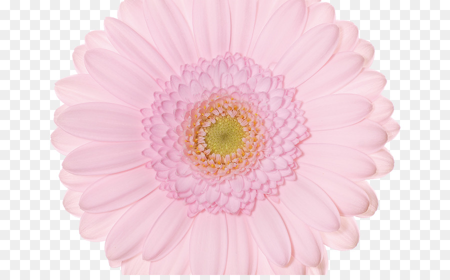 Transvaal Daisy，Flores De Corte PNG