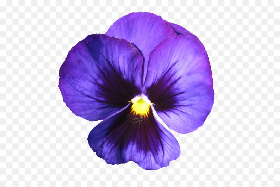 Violeta Africana，Pansy PNG