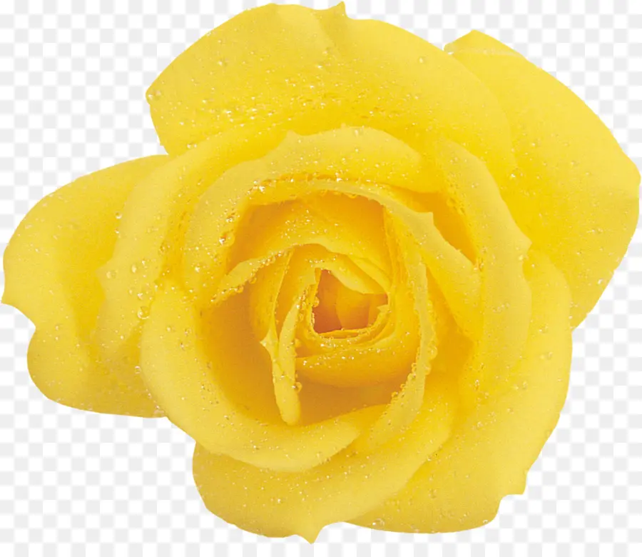 Rosa Amarela，Florescer PNG