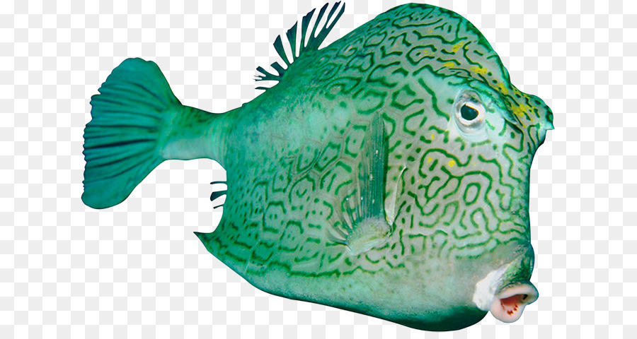 Download，Peixe PNG