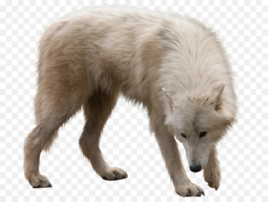 Arctic Wolf，Utonagan PNG