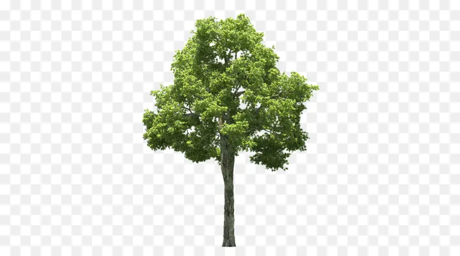 árvore，Populus Alba PNG