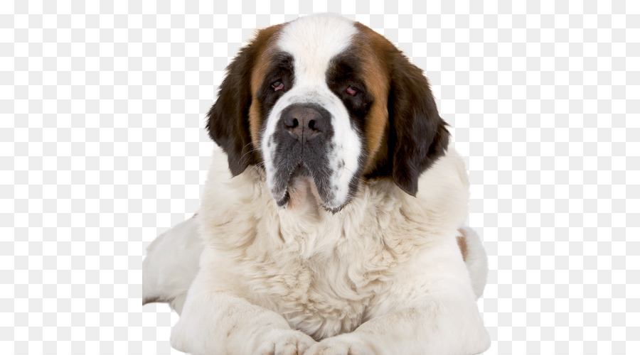 Cão，Filhote De Cachorro PNG