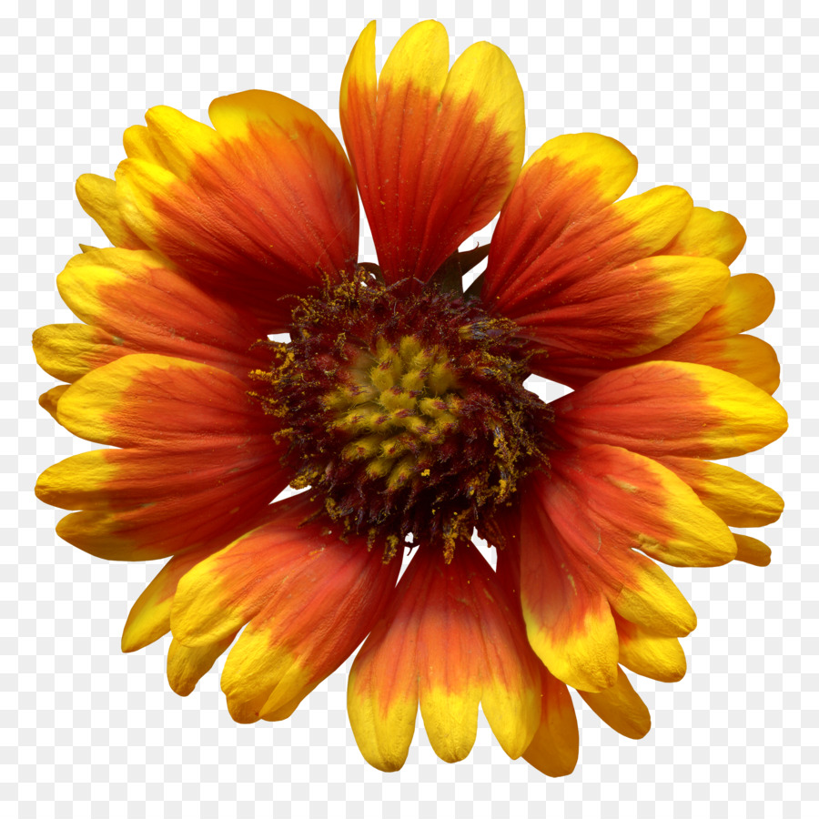 Flor Vermelha，Flor PNG