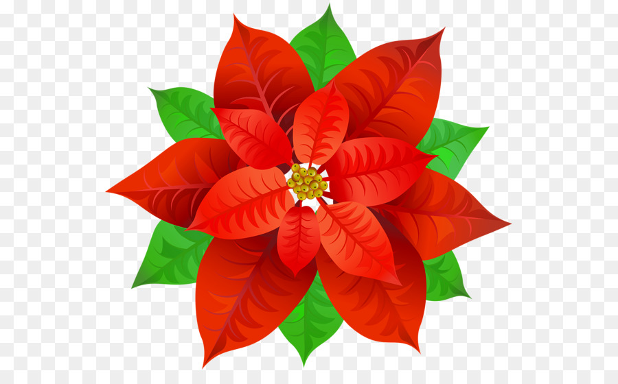 Poinsettia，Papel De Parede Da área De Trabalho PNG