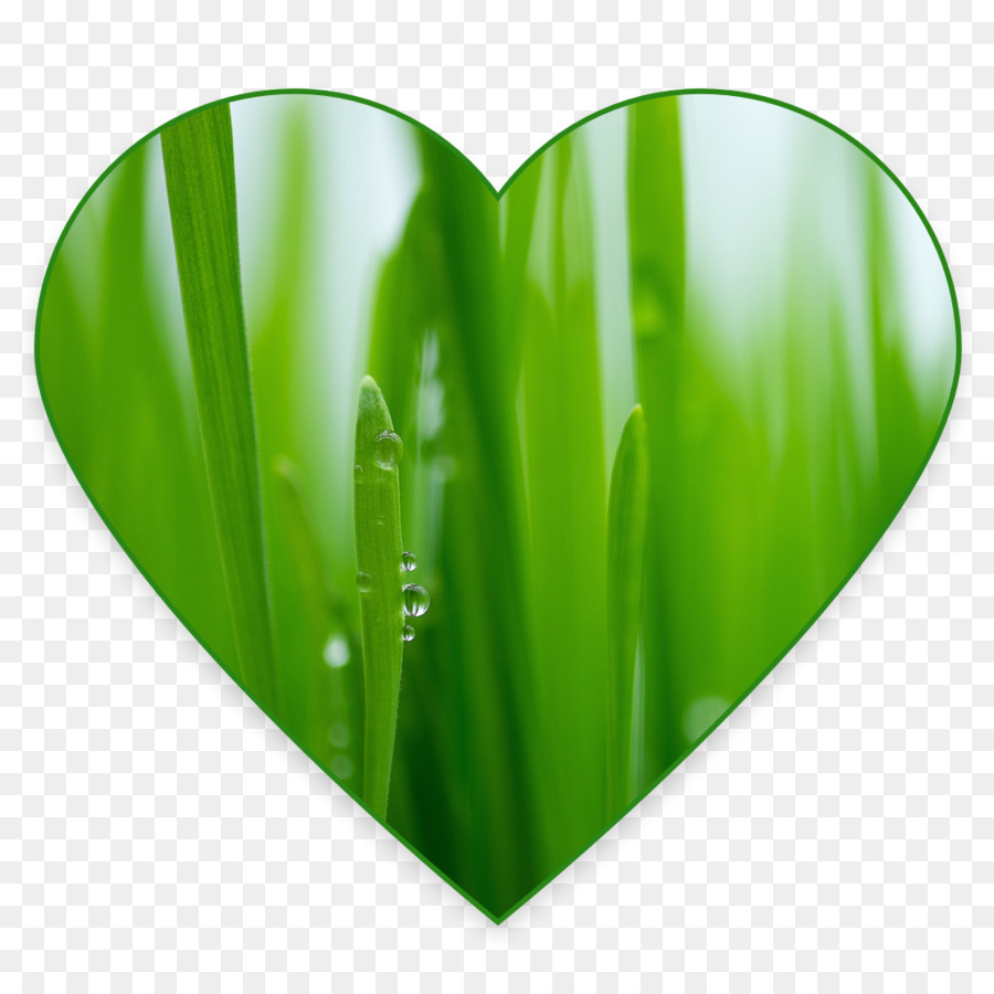 Wheatgrass，Suco De PNG