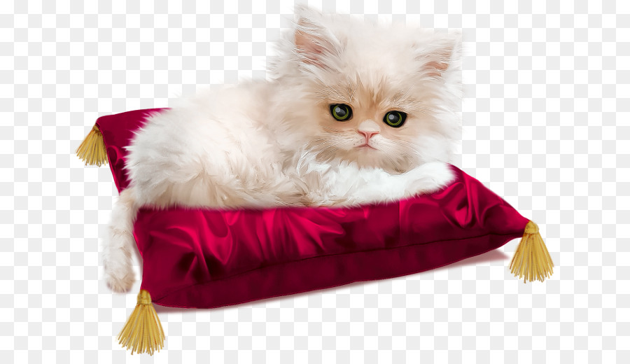 Gatinho Branco，Travesseiro PNG