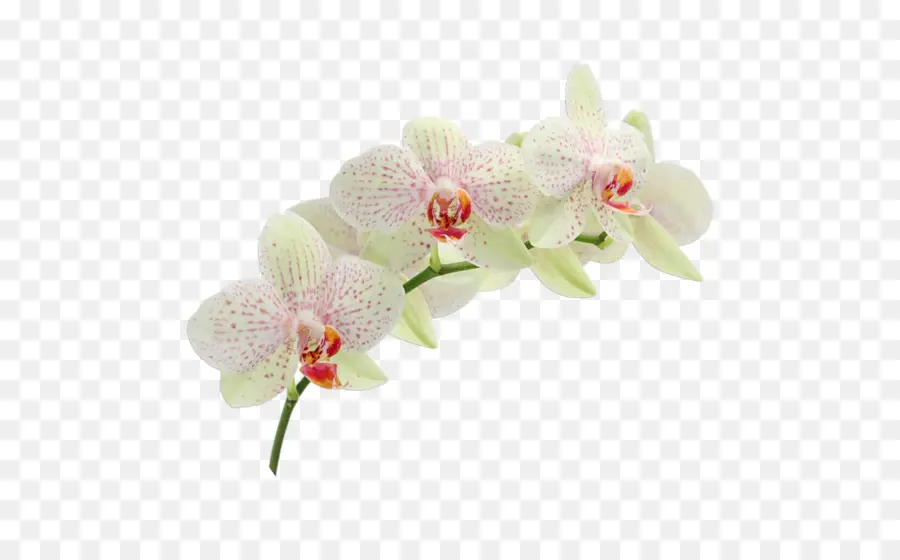 Orquídeas Brancas，Pétalas PNG