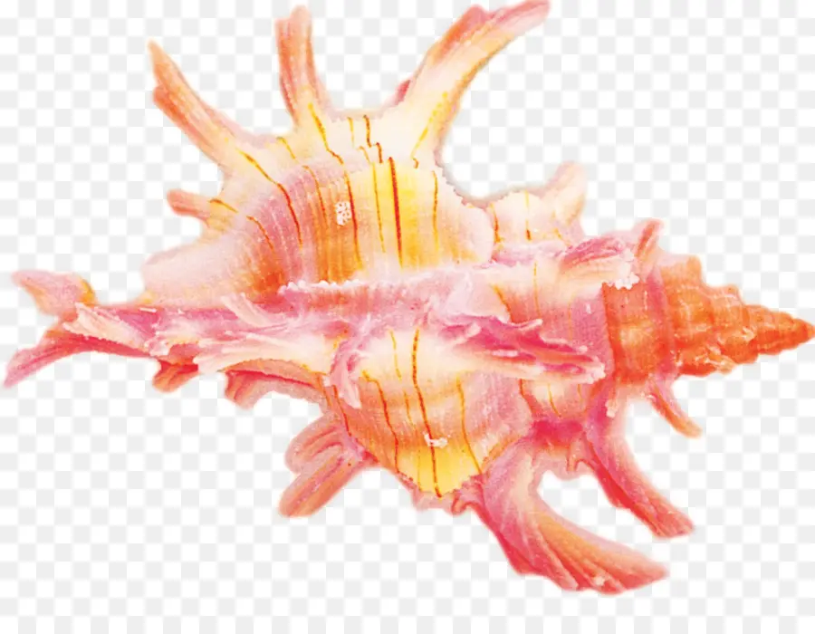 Seashell，Búzio PNG