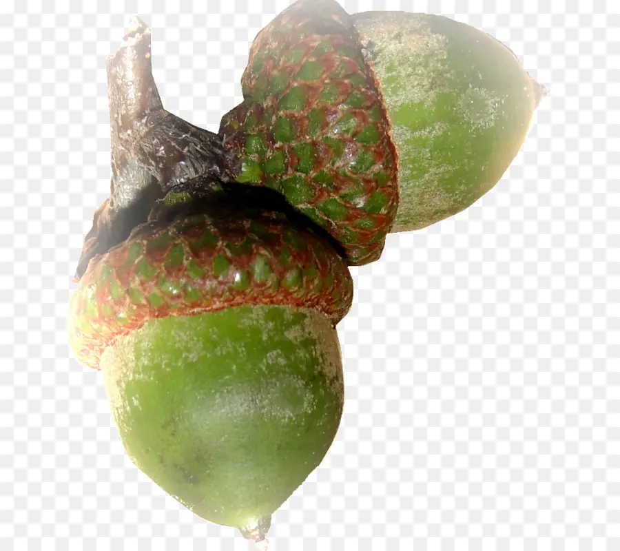 Bolota，Carvalho PNG