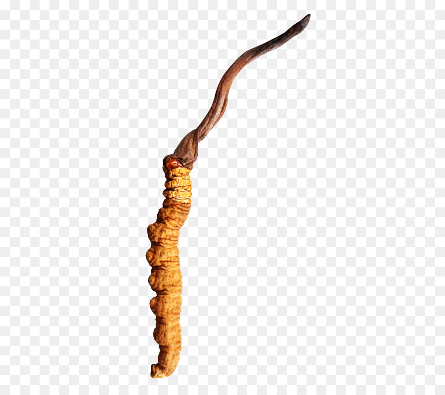 Cordyceps，Cogumelo PNG