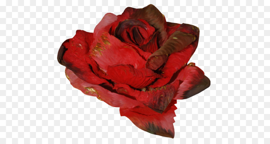 Rosa，Florescer PNG