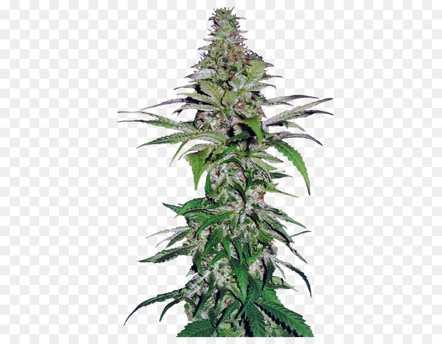 Planta De Cannabis，Maconha PNG