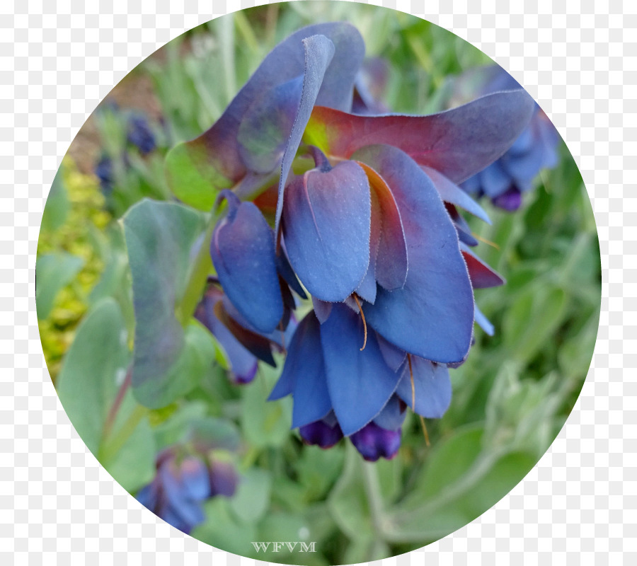 Bluebonnet，Roxo PNG