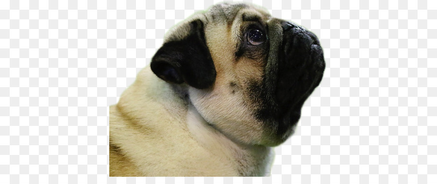 Cachorro Pequeno，Filhote De Cachorro PNG