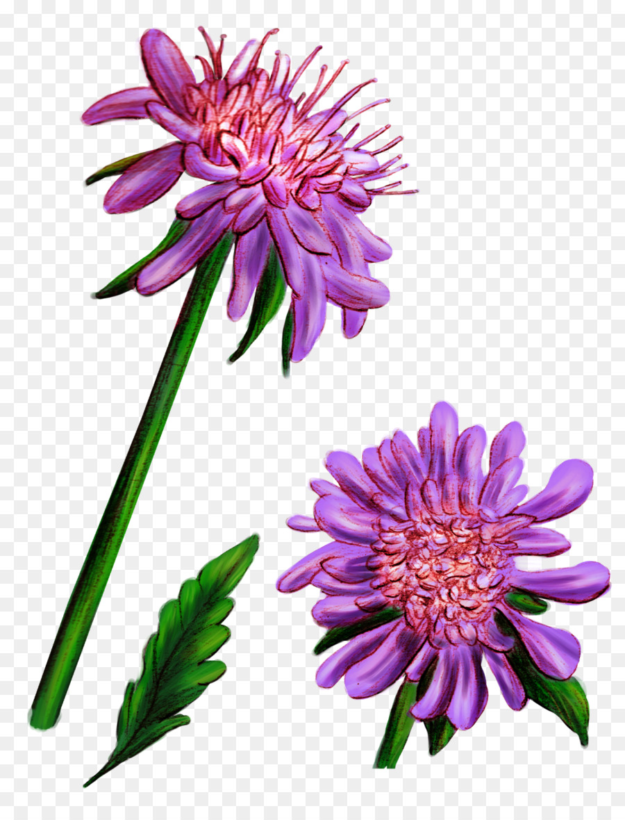 Flores，Florescer PNG