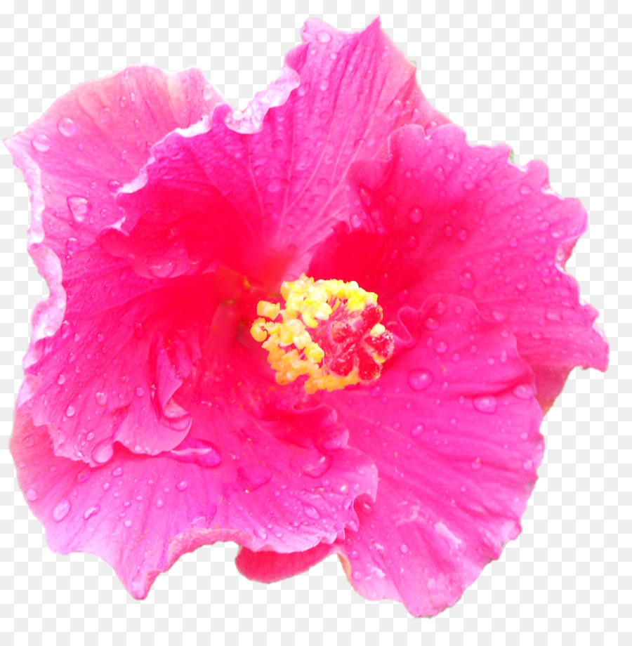 Flor，Rosa PNG