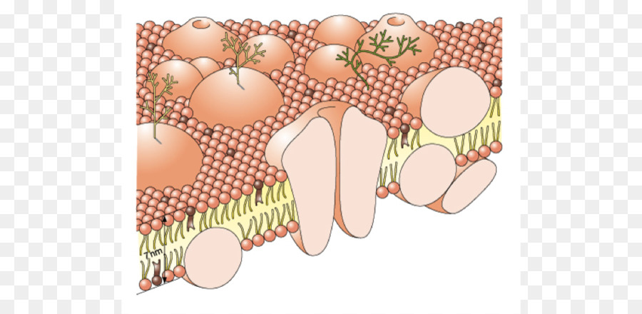 Membrana Celular，Célula PNG