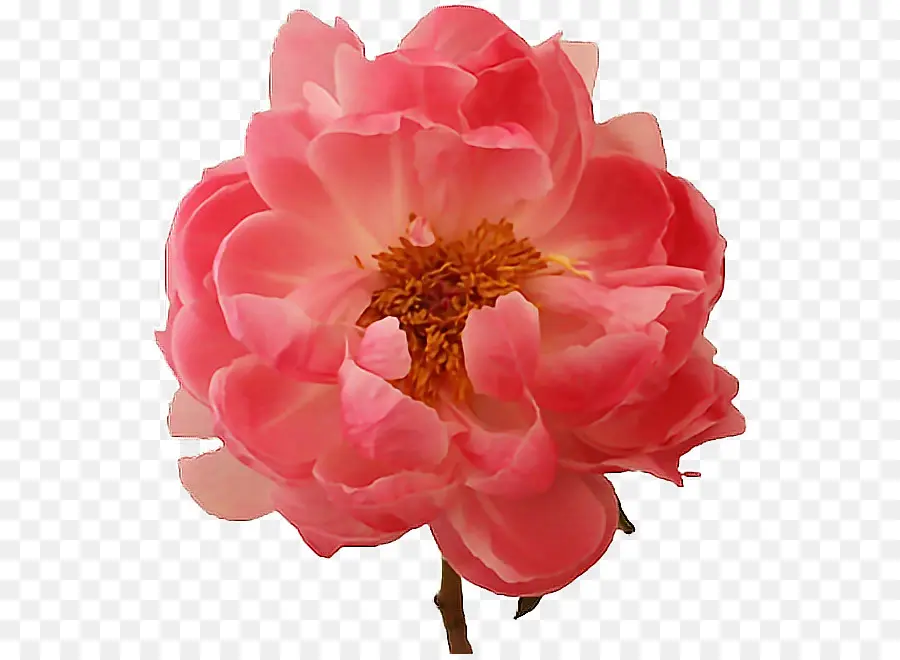 Flor Rosa，Florescer PNG