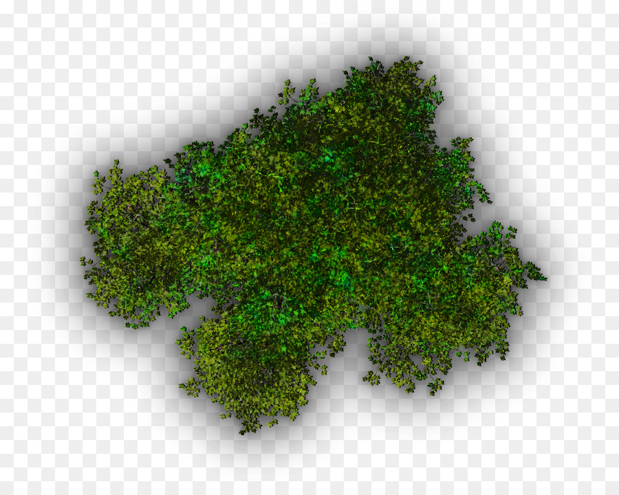 árvore，Terminalia Ivorensis PNG