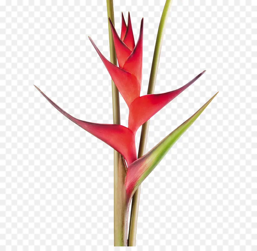 Heliconia Bihai，Flor PNG
