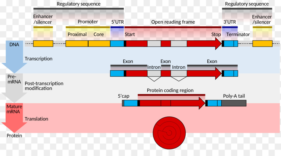 Gene Estrutura，Rna Mensageiro PNG