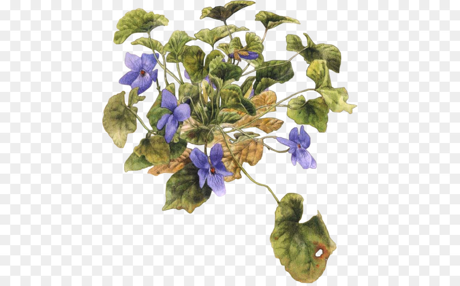 Violeta，Flor PNG