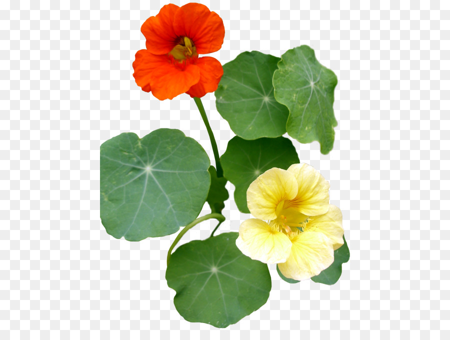 Flores，Florescer PNG