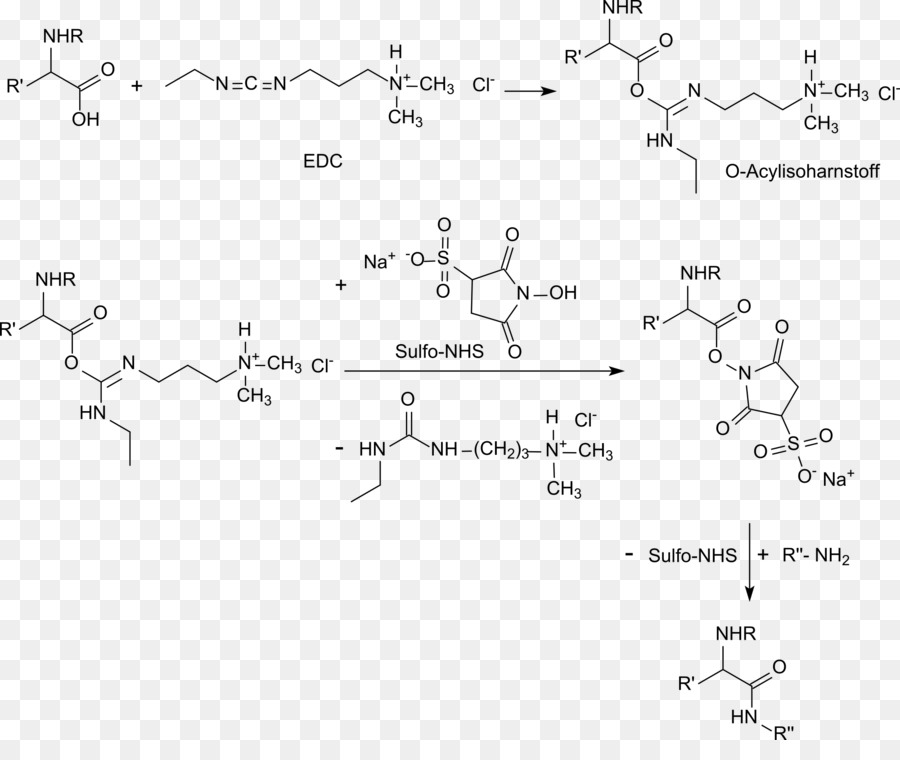 Nhydroxysulfosuccinimide Sal De Sódio，Nhydroxysuccinimide PNG