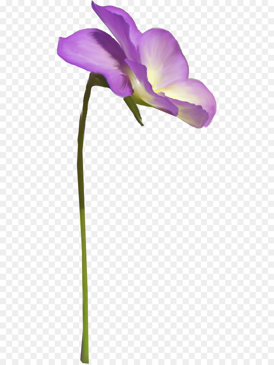 Traça Orquídeas，Flores De Corte PNG